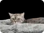 猫向け