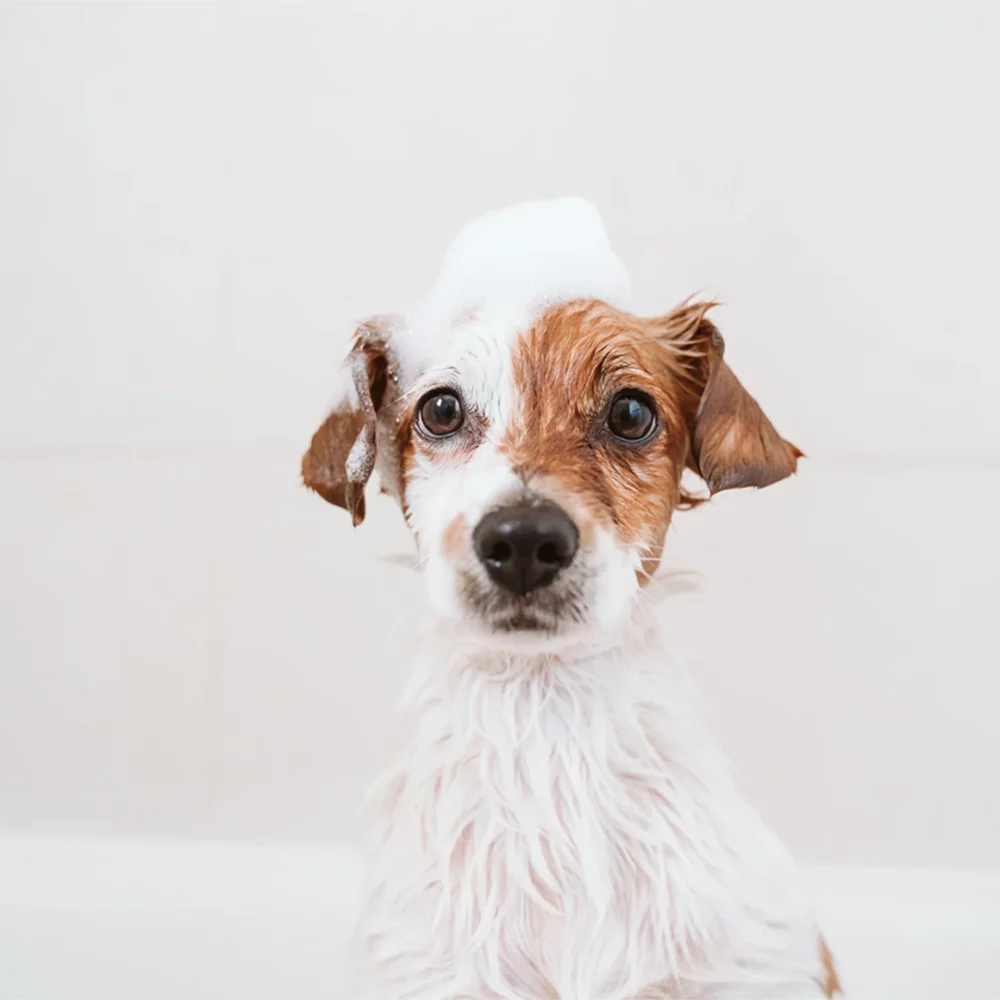 the Shampoo - 画像 (4)